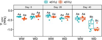 Elevated [CO2] Mitigates Drought Effects and Increases Leaf 5-O-Caffeoylquinic Acid and Caffeine Concentrations During the Early Growth of Coffea Arabica Plants